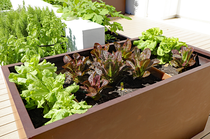 Grow your Own Food with Vegetable Planter Boxes