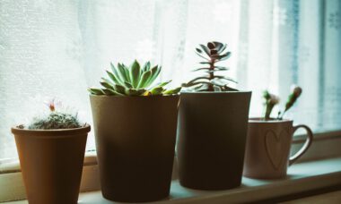 decorative-vases